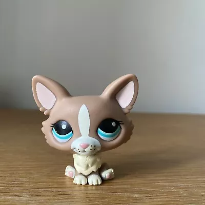 Buy Littlest Pet Shop Hasbro Corgi #1864 Blue Eyes 2010 • 10£