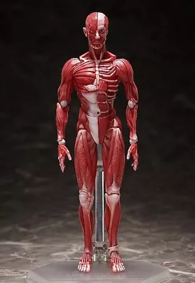 Buy Human Anatomical Model Figma Af • 95.91£